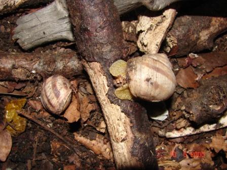 Helix (Helix) ligata O.F. Mller, 1774